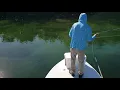 Giant Tampa Bay Snook Laid up low tide