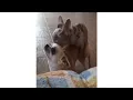 French Bulldog Mating with Chihuahua