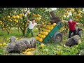 Harvest 1000 Pomelos - GIANT PYTHON Guarding Egg Nest Attack the Farmers