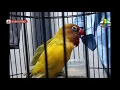 Download Lagu Lovebird menguap(angop),bukan mangap biar tak salah arti