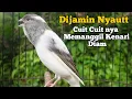 Download Lagu Terapi gacorrr Cuit Cuit Bikin nyaut, Pancingan kenari paud belajar bunyi, Ampuh untuk kenari macet
