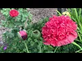 Poppies