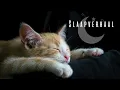 Download Lagu Slaapverhaal 😴 | De studio van stilte ✨