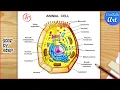 Animal Cell Diagram Drawing Animal cell structure Labelled Step by step
