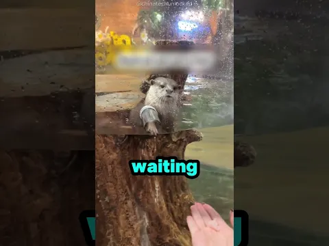 Cute Otter😍