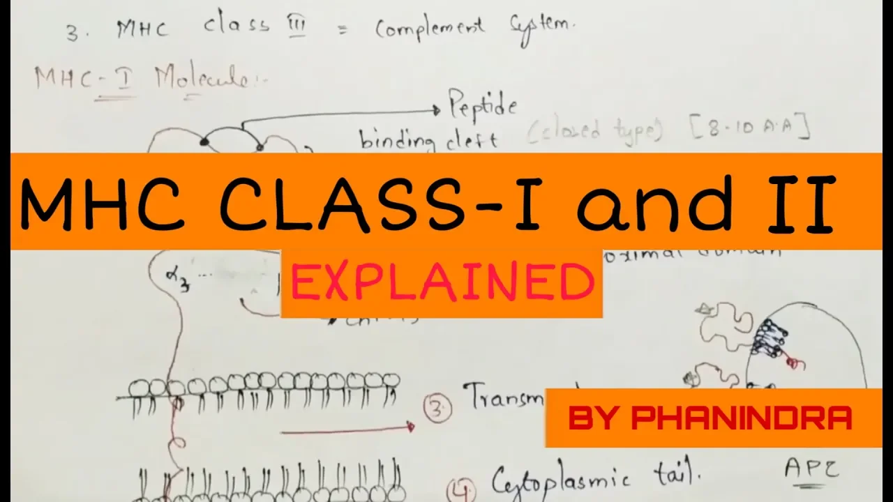 MHC ( Major Histocompatibility Complex) molecules | MHC class 1 and MHC class 2