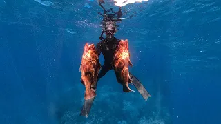 MASSIVE Grouper Catch and Cook In Beautiful Shallow Water / 22 Turtles in 20 minutes!!