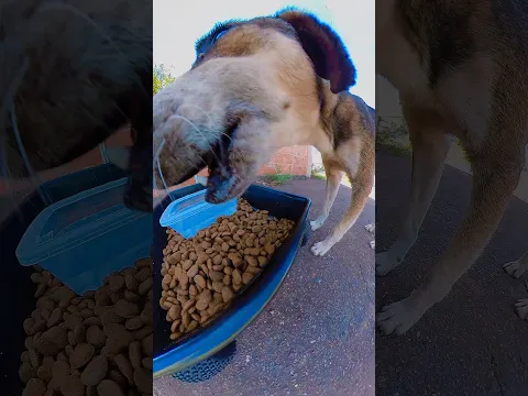 Doguinhos fazendo aquele lanchinho 🚚🍪💦🐕💕 #doguinhos #amor #papazinho #carrinhoblack
