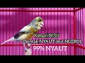 Download Lagu Kenari DIAM Sontak NYAUT ikut NGEROL mendengar KENARI GACOR Cuit cuit ngerol Memanggil Lawan ini