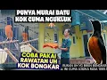 Download Lagu PUNYA MURAI BATU KOK CUMA NGUKLUK ‼️ COBA PAKAI RAWATAN INI, MURAI GACOR BONGKAR ISIAN