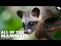 The Most Complete Guide To Mammals Ever Made