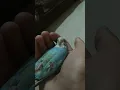 Download Lagu My Budgie Trust Me Sleep In My Hand #shots #youtubrshots #budgie #trust #viral #tranding15