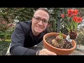 Plant an Amaryllis Bulb Keep It For Years