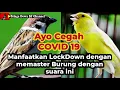 Download Lagu Kenari vs gereja tarung Gacor