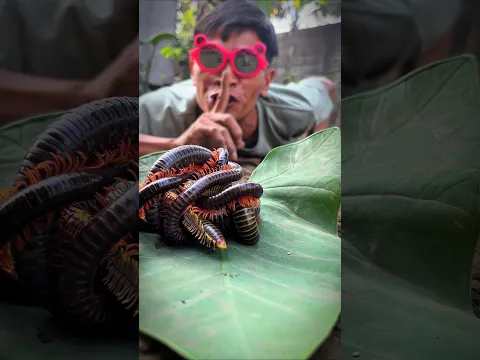 Be as Cunning as Tarzan, Let these cute millipedes roam freely on the taro leaves #millipedes