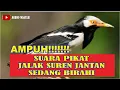 Download Lagu SUARA PIKAT JALAK SUREN JANTAN BIRAHI AMPUH