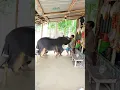Download Lagu Viral funny cow #funny #shorts #viralvideo #comedy