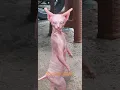 Download Lagu kucing pink joget