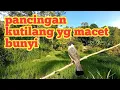 Lagu suara pikat burung kutilang || suara untuk pancingan kutilang macet