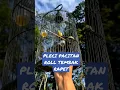 Download Lagu Pleci PACITAN Nembak RAPET #shorts #short