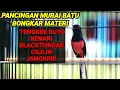 Download Lagu Pancingan murai batu BONGKAR ISIAN tengkek buto,kenari,blackthroad,cililin,cocok untuk MASTERAN