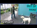 Aggressive Shar-Pei Attacks Innocent Sister Dog Whisperer With Cesar Millan