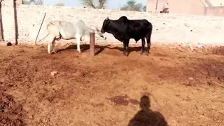 how to two ox cow meeting strong body cow and two bulls met animal meeting video