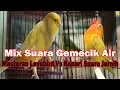 Download Lagu Mix Suara Gemercik Air + Masteran Lovebird Vs Kenari Suara Jernih