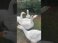 Download Lagu Husaaaaa :D moje oblíbené zvíře ^^ #husa #goose #animal #favoriteanimals #cz #relaxing #nature