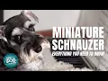 Miniature Schnauzer Dog Breed Information Dogs 101 - Miniature Schnauzer Puppies to Adults