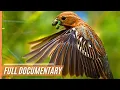 Download Lagu A Journey Through the Magical Wildlife of Chile | Full Documentary