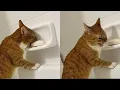 Download Lagu Cats Just Doing What Cats Do Best 🤣Funny Cats Videos 2025 🐱 Part 53
