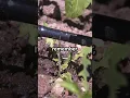 Tomato Growing Secrets