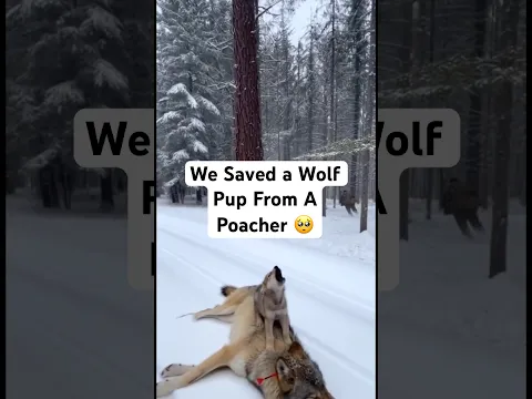 We Saved A Mother Wolf & Her Pup From A Poacher 😭🥺 #wolf #animals #save #wholesome #nature