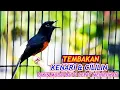 Download Lagu PANCINGAN MURAI BATU BONGKAR ISIAN KENARI DAN CILILIN, 99% AMPUH BIKIN MURAI APAPUN CEPAT MENIRUKAN