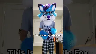 این چه نوع روباهی است خزدار خرم فروشی 