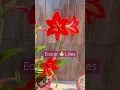 Download Lagu Beautiful Easter Lilies #flowers #easterlilies #lilies #exoticflowers