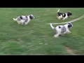 Cockapoo Puppies For Sale
