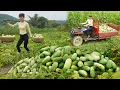 Lagu A young woman harvests small watermelon - Transport and sells small watermelon in a rural area