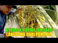 Download Lagu PANEN KURMA PERDANA DIRUMAH MAS AWIEE DIKOTA MAKKAH