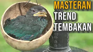 tengkek buto masteran tembakan panjang