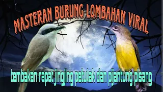 masteran juara 1 jingjing petulak dan pijantung pisang