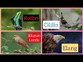 Lagu masteran kombinasi cililin, sikatan londo, kolibri, elang jernih