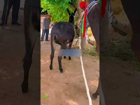 Funniest Donkey Ever Donkey Training the fun way 271