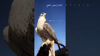 منصور حواس الرويلي دندنها