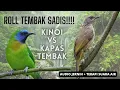 Download Lagu Roll tembak burung sadis !!! masteran burung kapas tembak vs kinoi |