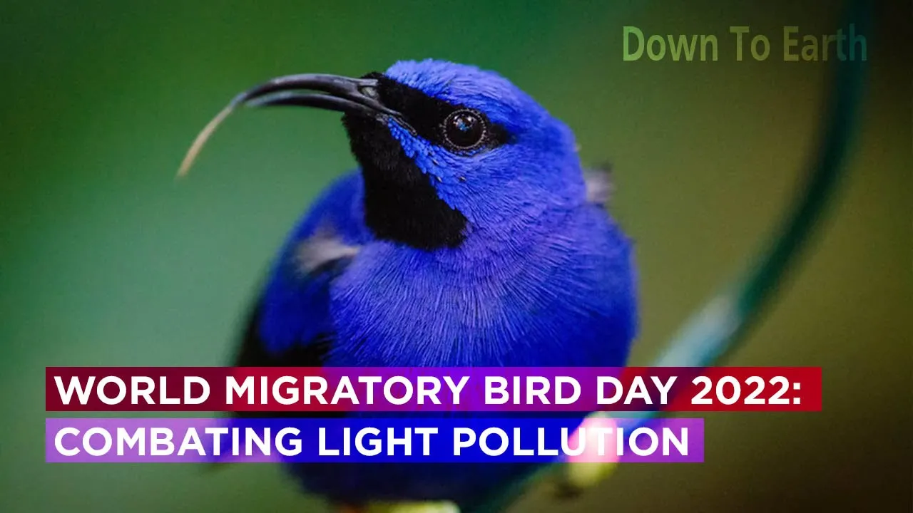 World Migratory Bird Day 2022 : Let There Be Darkness