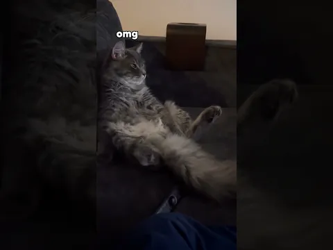 MEOWdelo Time