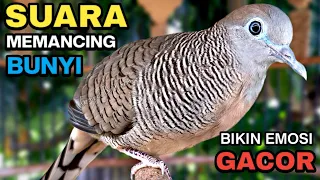 perkutut lokal gacor suara besar pancingan burung perkutut agar cepat bunyi 