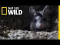 Download Lagu De sprinkhaanmuis is een moordend huilend knaagdier | Nat Geo Wild